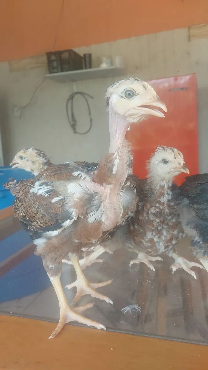 Vendendo pintinhos de jsb - Foto 2