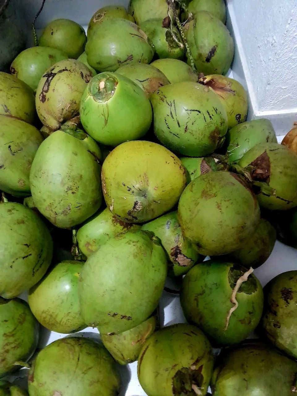 Água de coco geladinha é engarrafada  - Foto 5