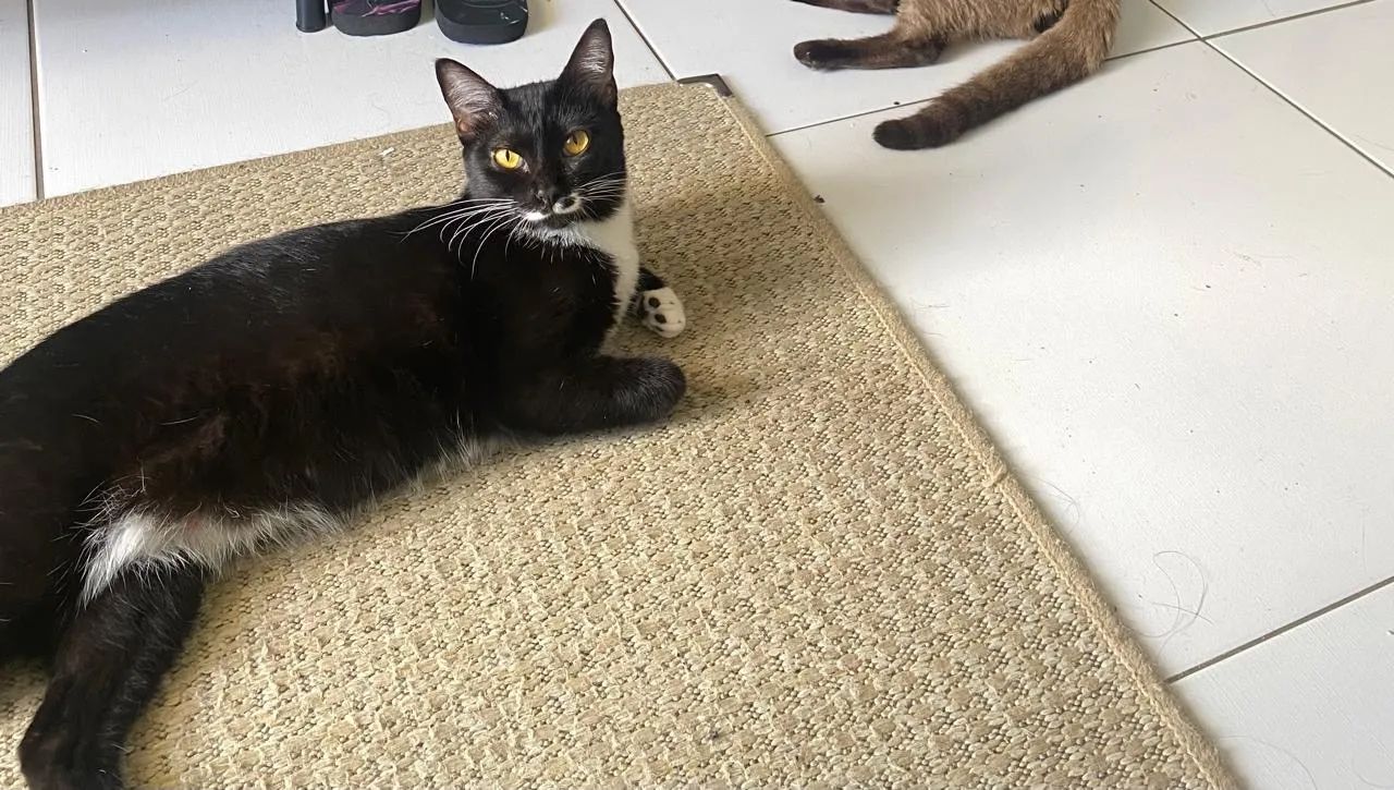 Gatos - Foto 2