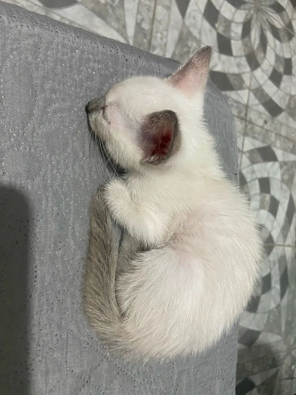 Gatos  - Foto 2