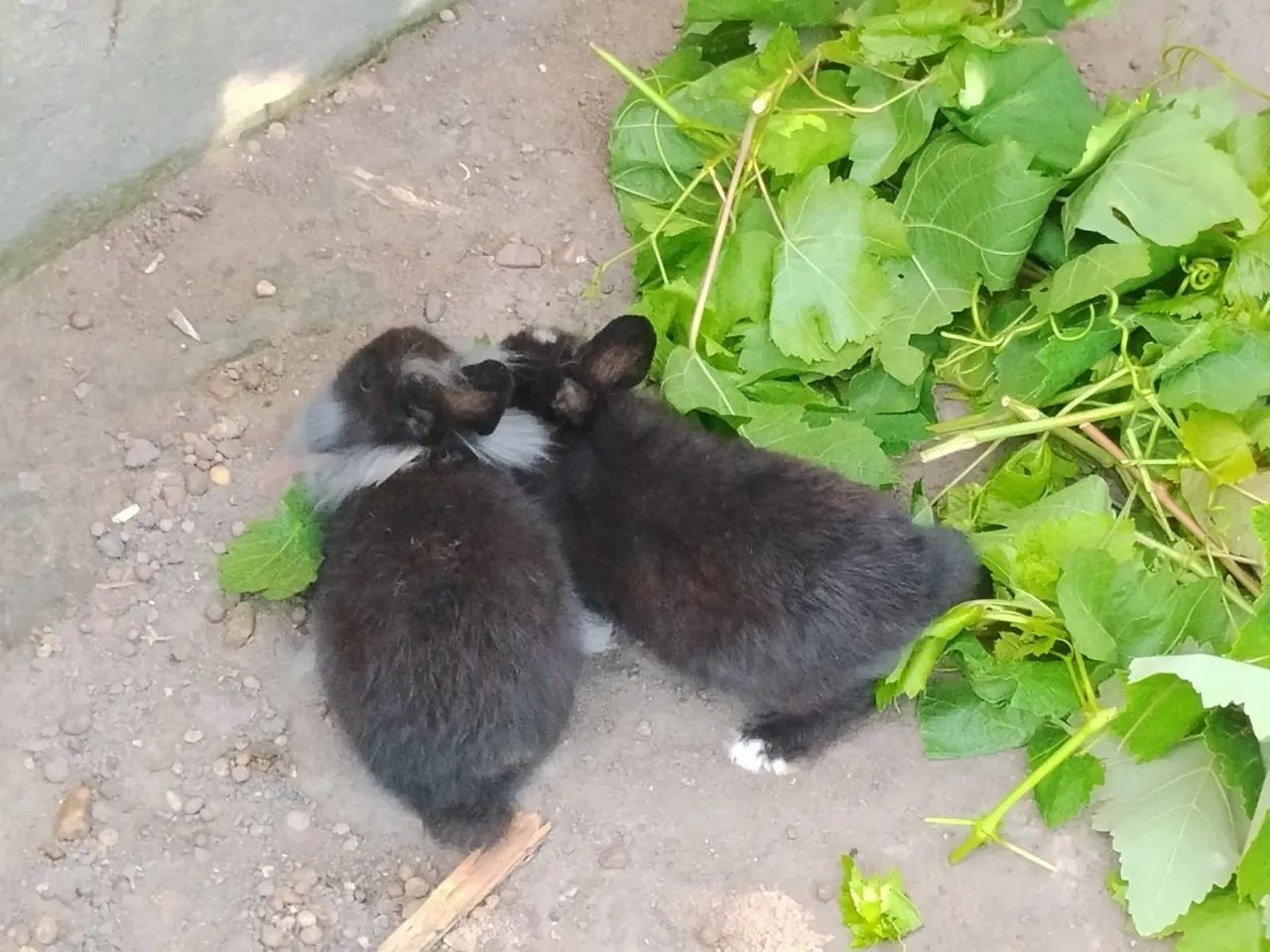 Coelhos cabeça de Leão  - Foto 2