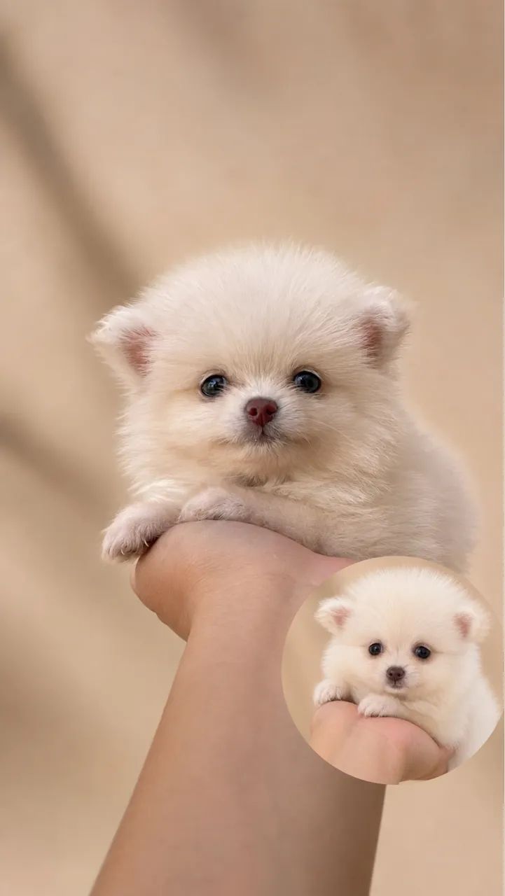 Lulu da Pomerania 