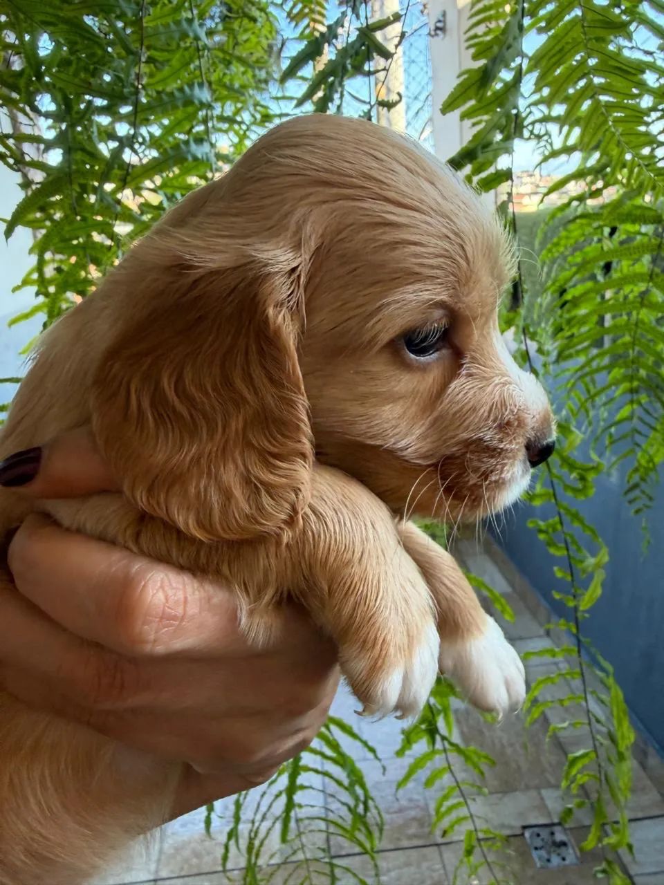 Cocker Spaniel Inglês  - Foto 2