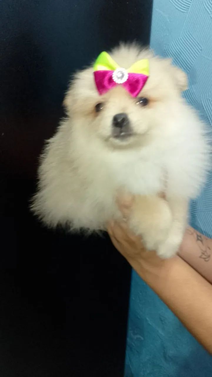 LULU FEMEA E MACHINHO  - Foto 4