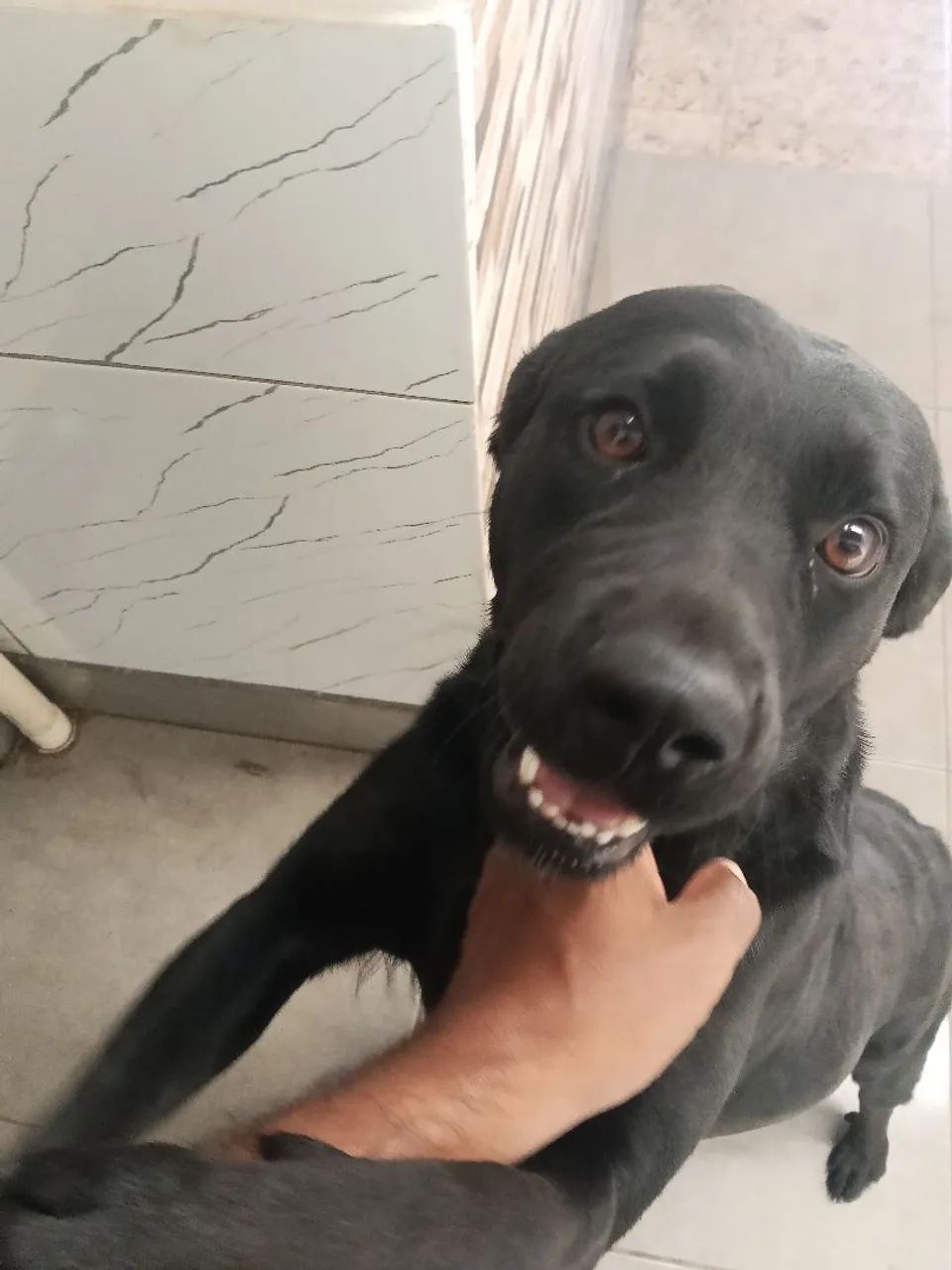 Doação de cadela   - Foto 4