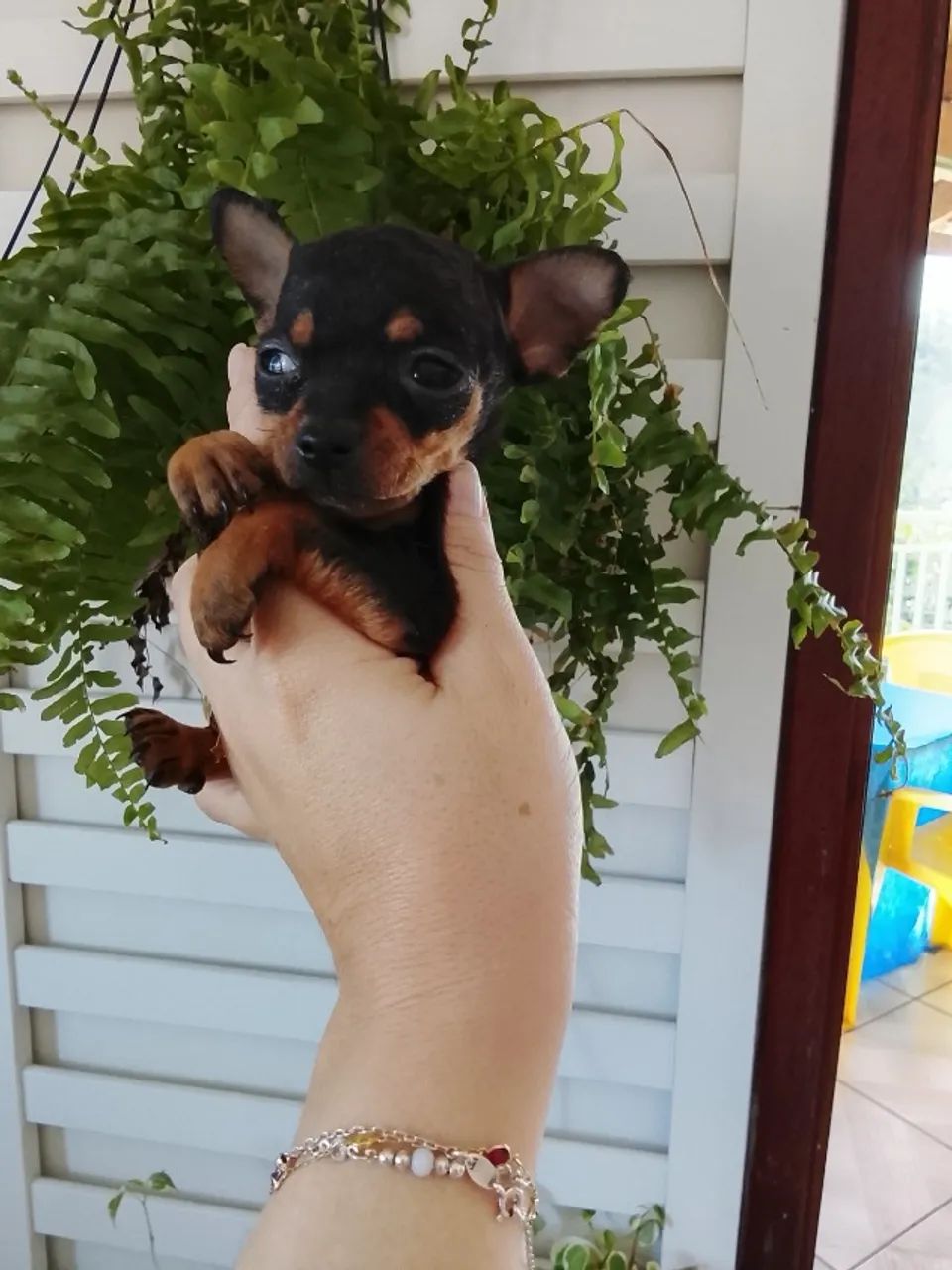Filhotes de pinscher 