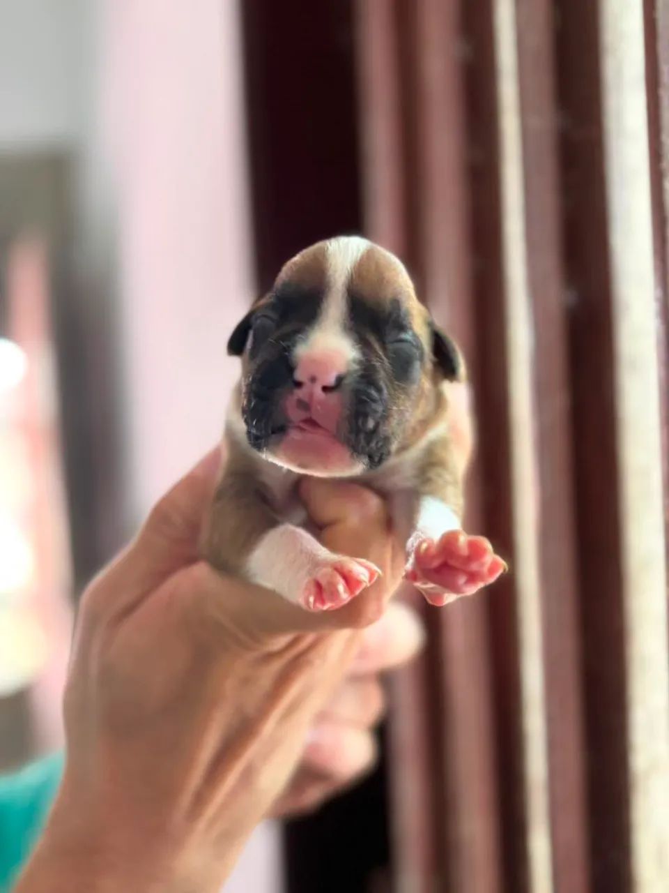 FILHOTES DE BOXER À VENDA - Foto 4