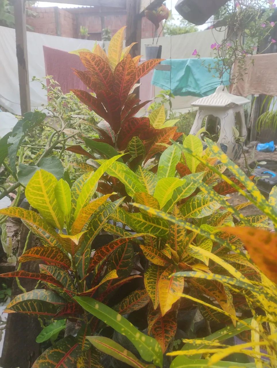 Vendo mudas de croton 