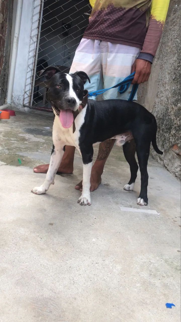 Vendo cachorro da raça Pitibul 