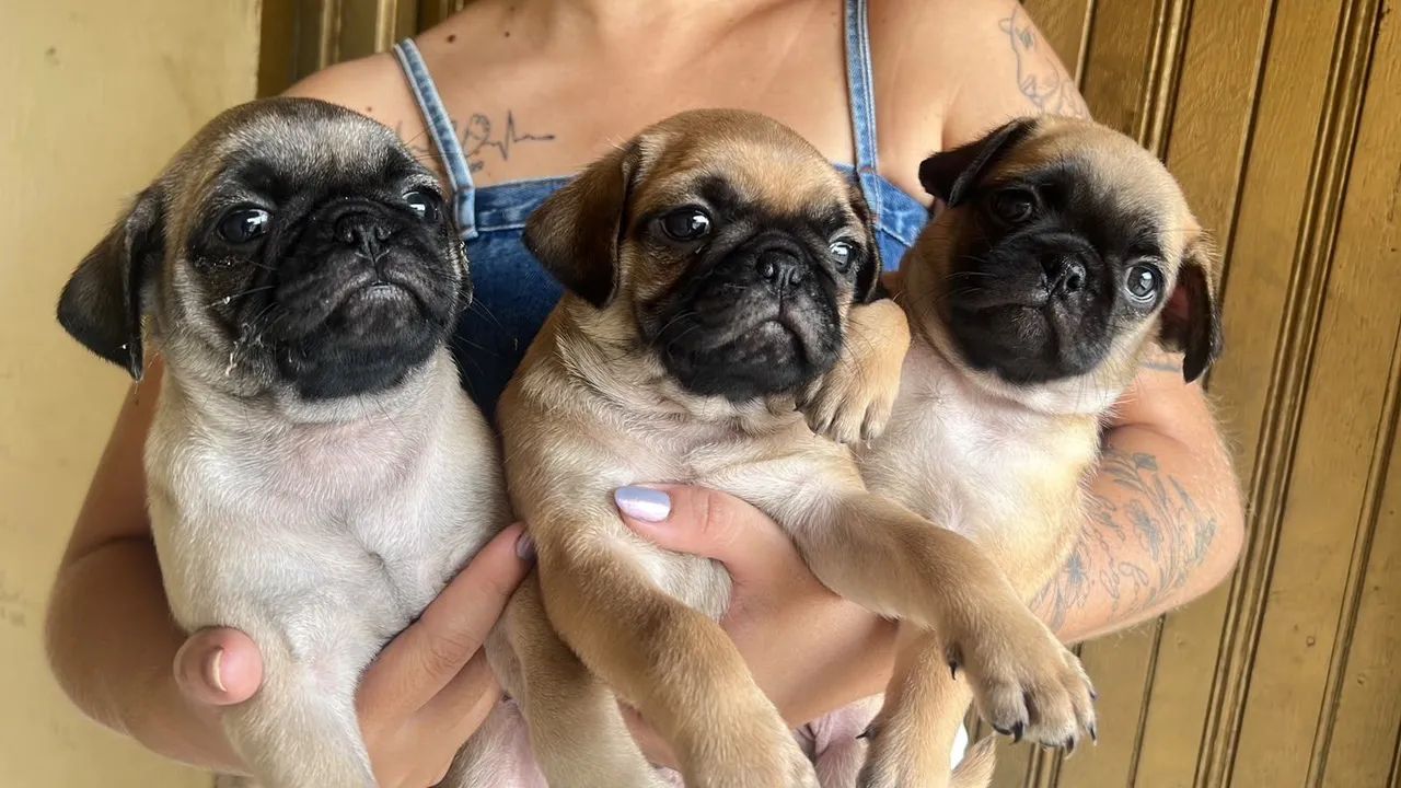 Filhotes de Pug - Foto 4