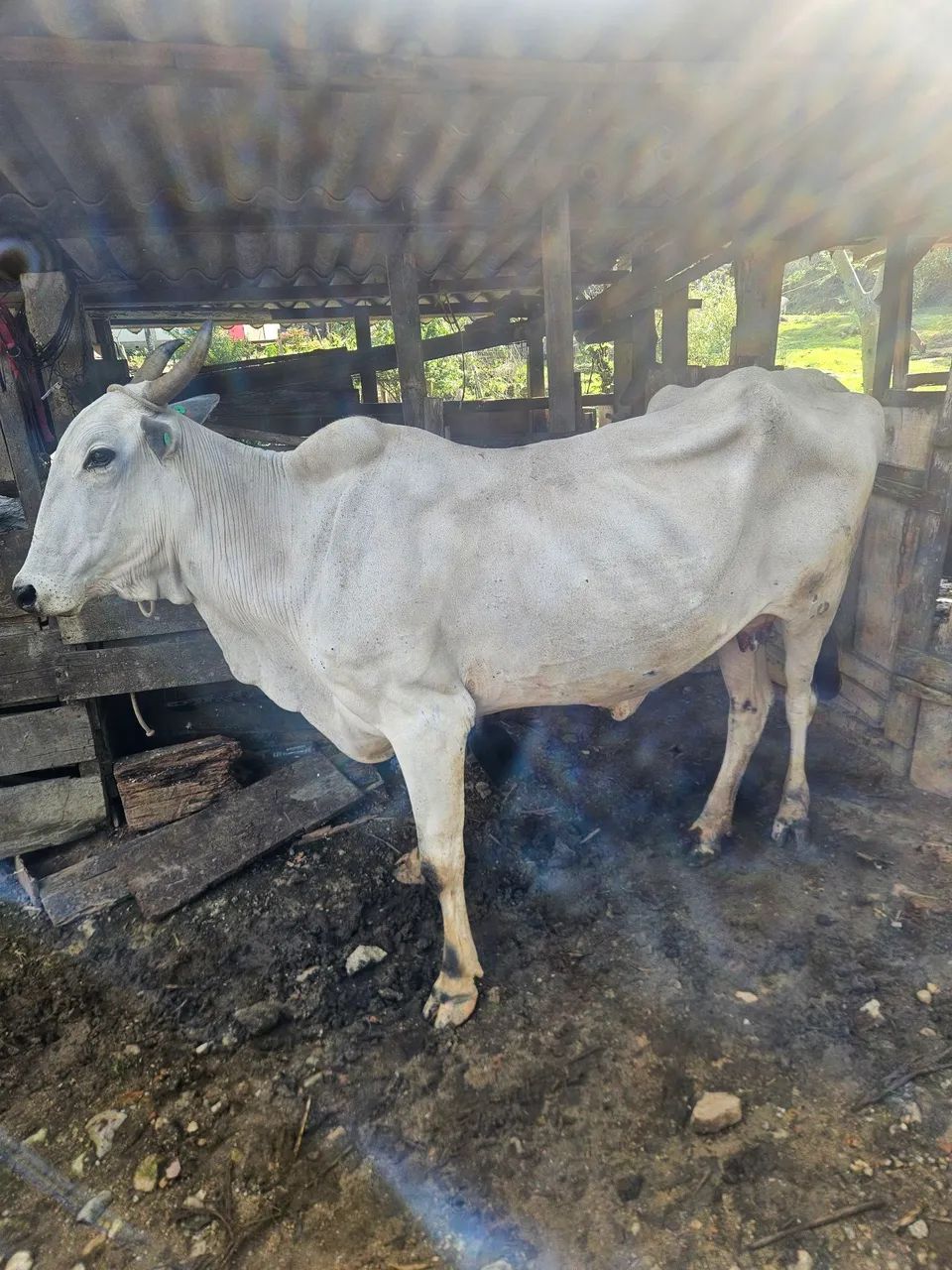 Vaca nolere com a bezerra junto  - Foto 5