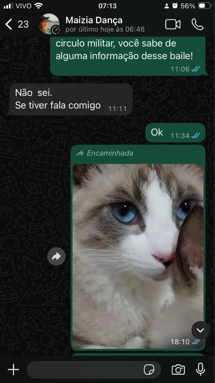 Doação de gatos siamês 