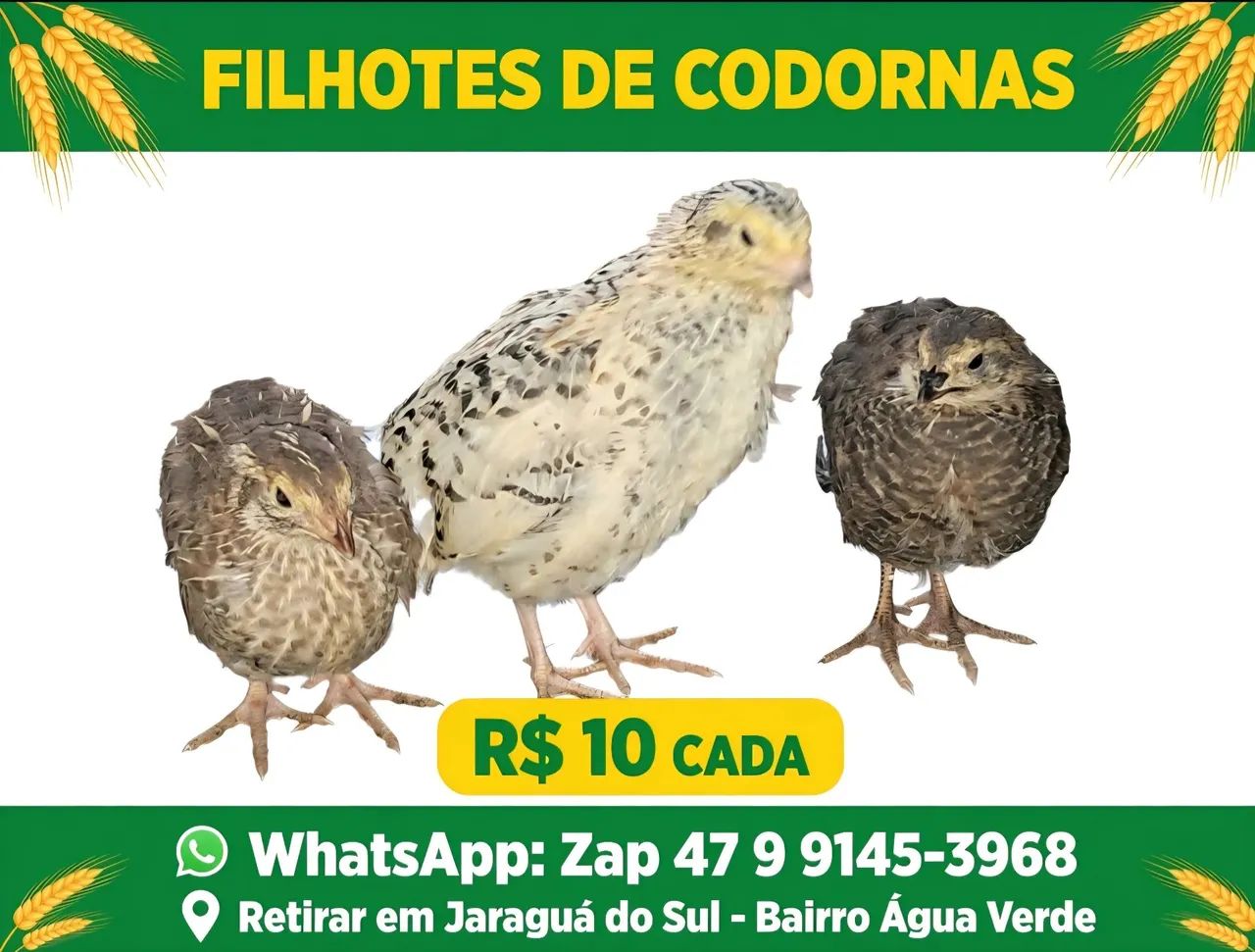 Codornas 