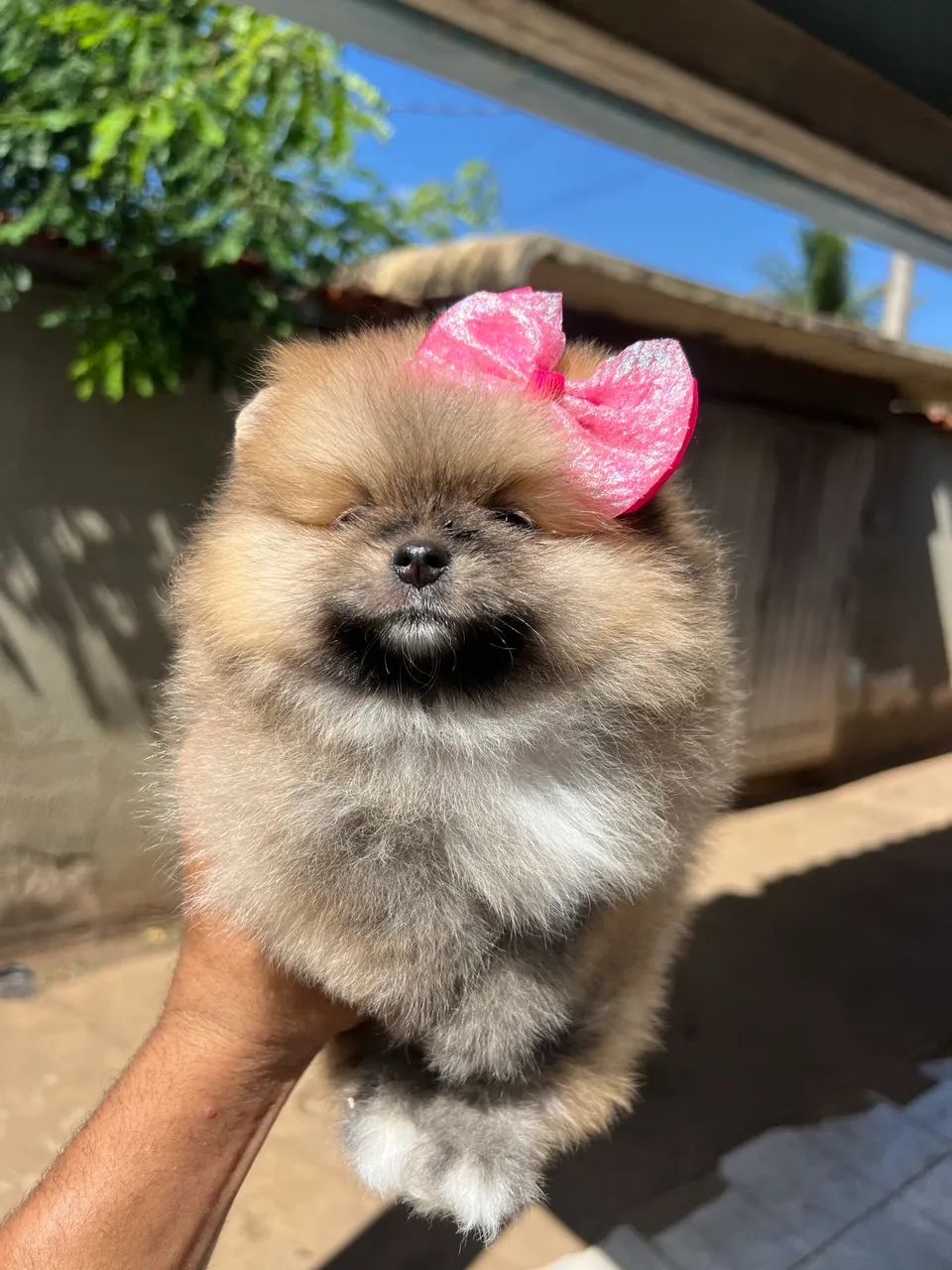 Fêmea Lulu da pomerania  - Foto 2