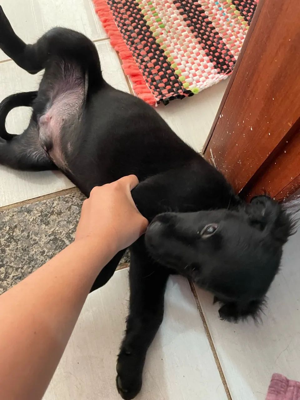 DOA SE FILHOTE DE CACHORRO  - Foto 2