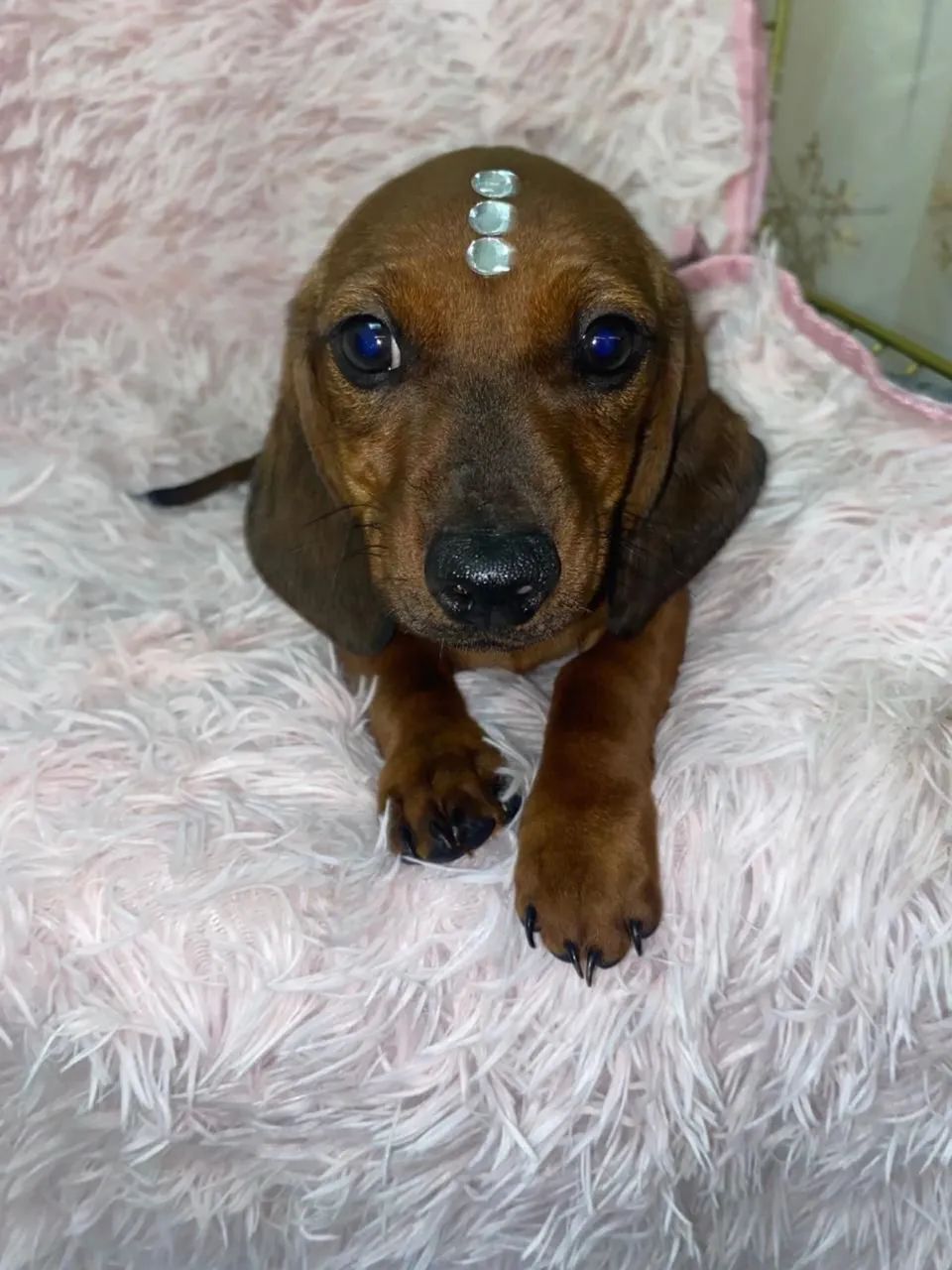 Promoção tenho dois machinhos ainda de salsicha mini - Foto 3