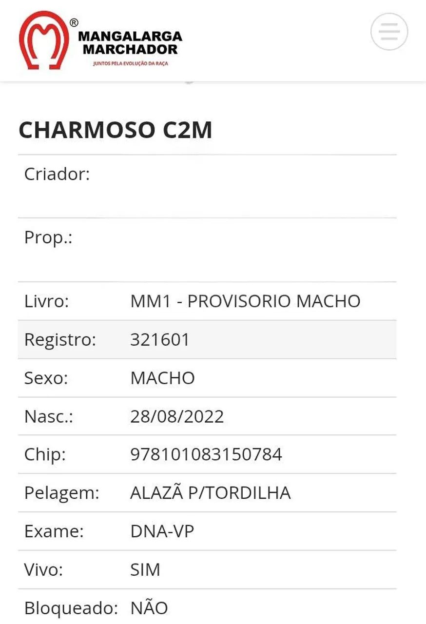 Cavalo MM  - Foto 3