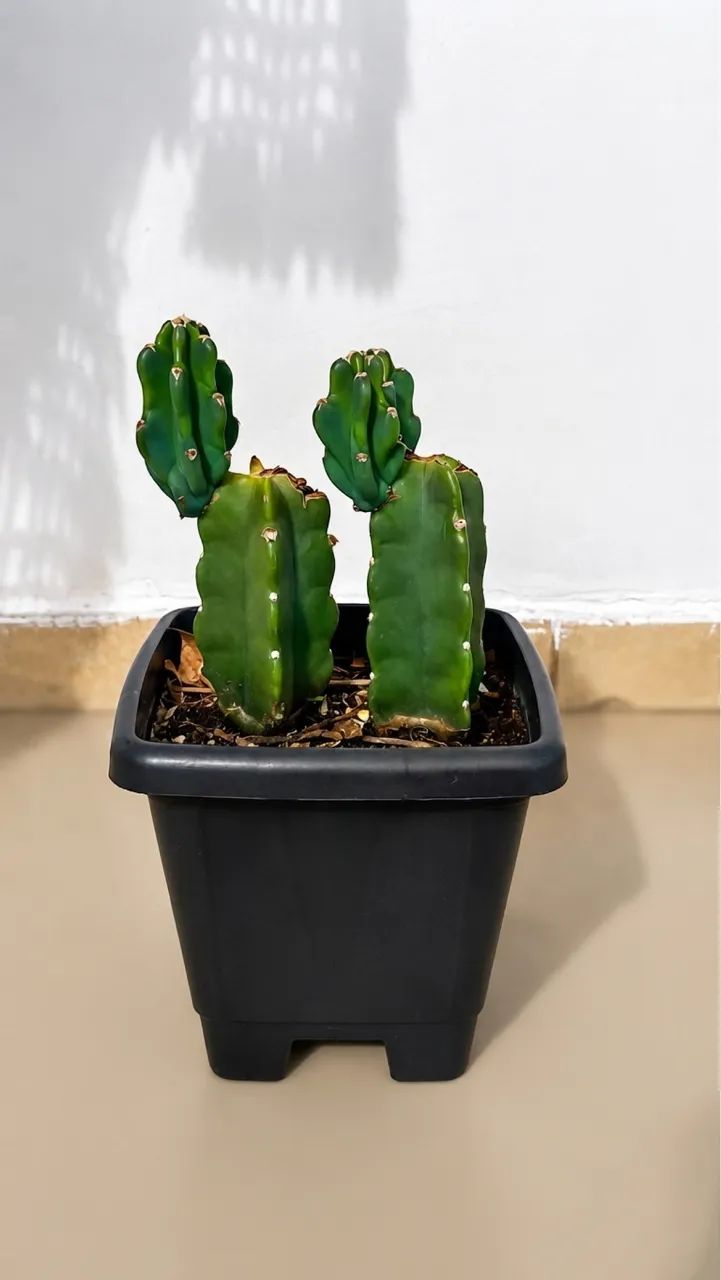 Vendo Cactos - Foto 3
