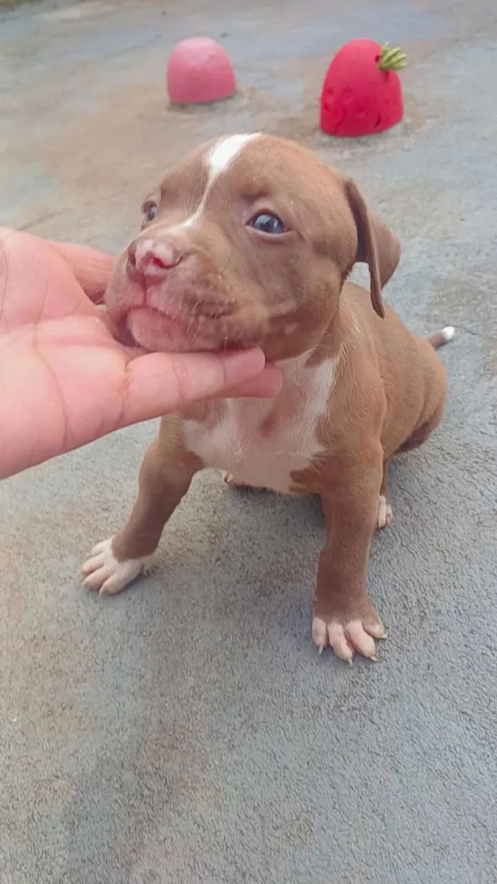 Filhotes disponíveis De Pitbul Monster  - Foto 3
