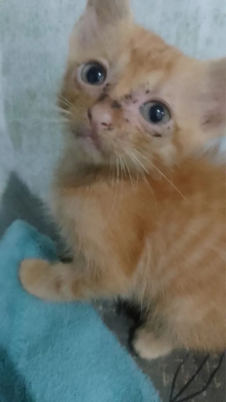 Doação gatos - Foto 4
