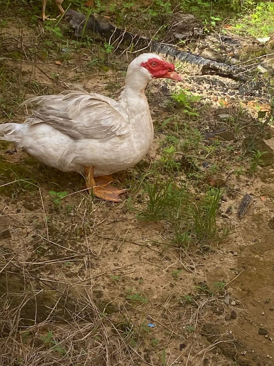 Vendo Patos  - Foto 3