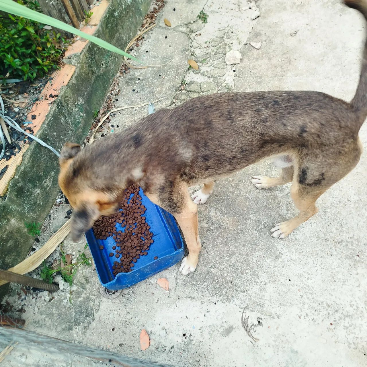 Doação de um cachorro 