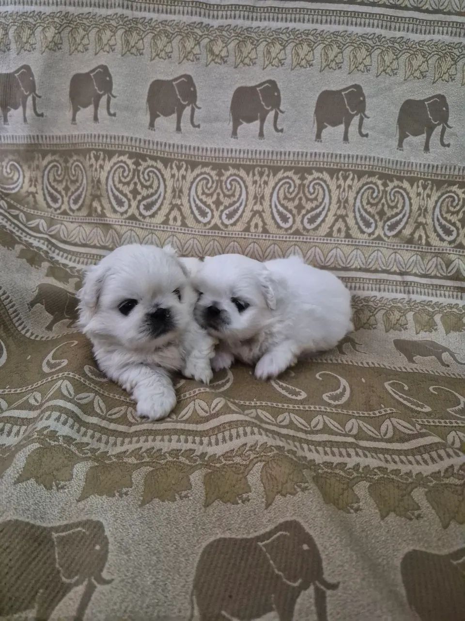 Filhotes de Pequines  - Foto 4