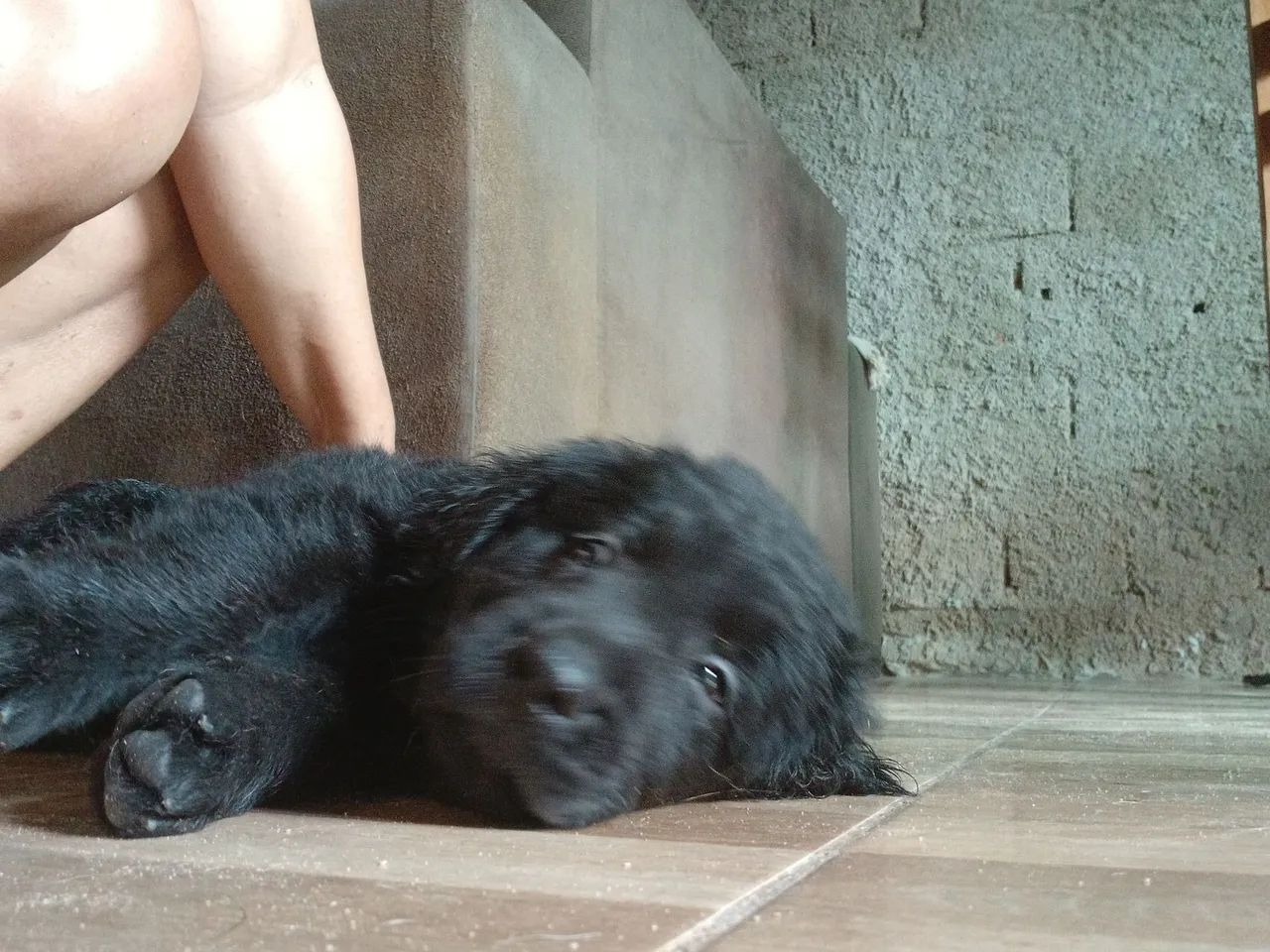Filhotes de labragold