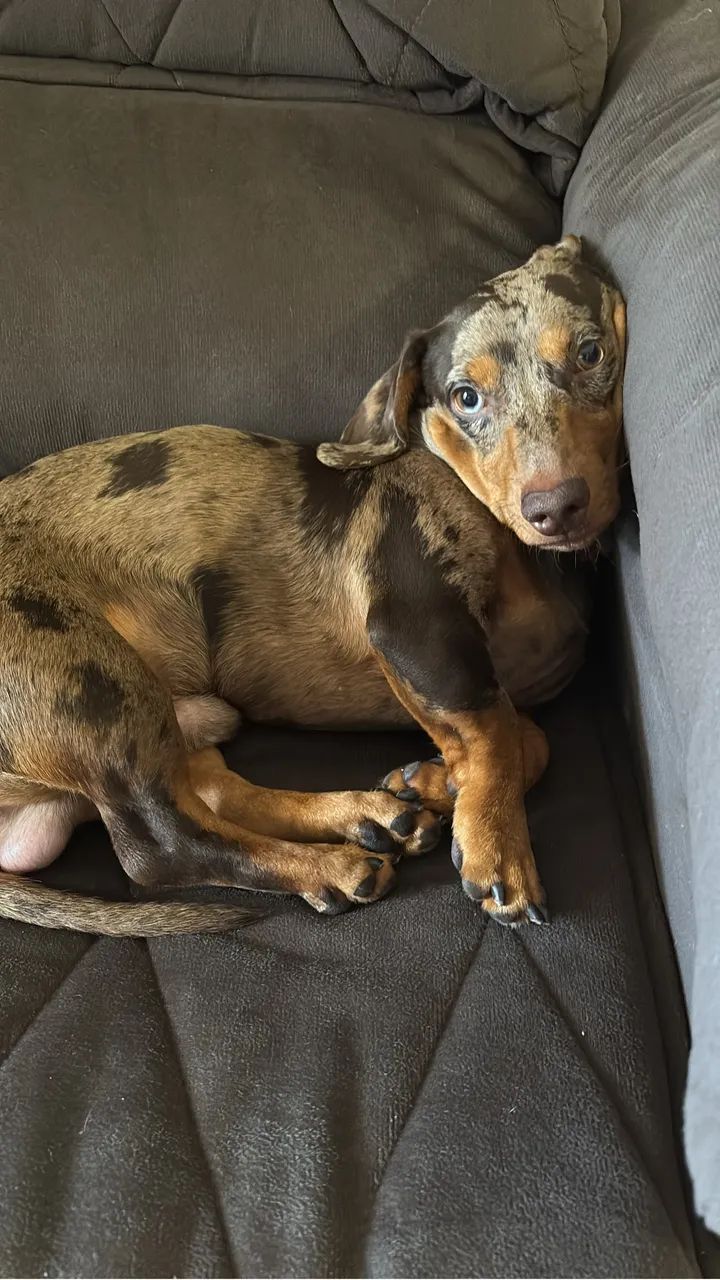 Cachorro  - Foto 2