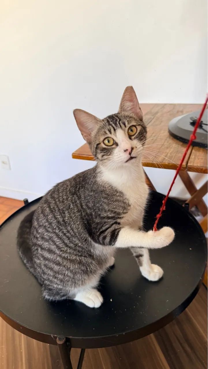 Gato macho castrado, 8 meses - Foto 4