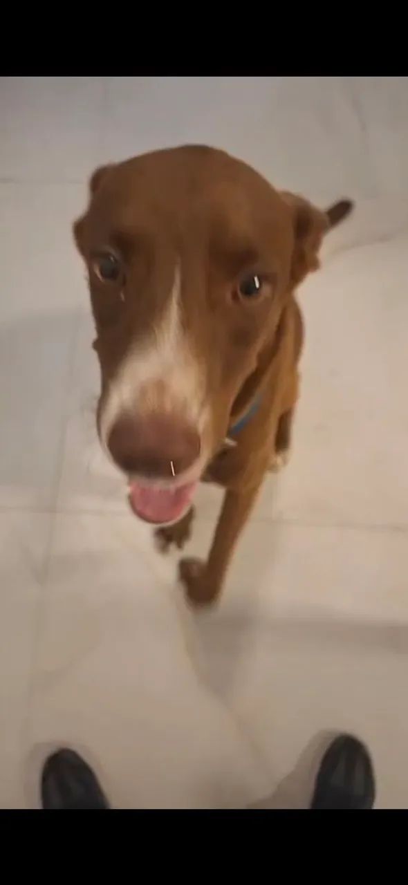 DOAÇÃO RESPONSÁVEL- CACHORRO BOB - Foto 4
