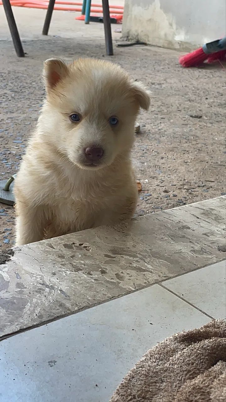 Husky siberiano Wolly 