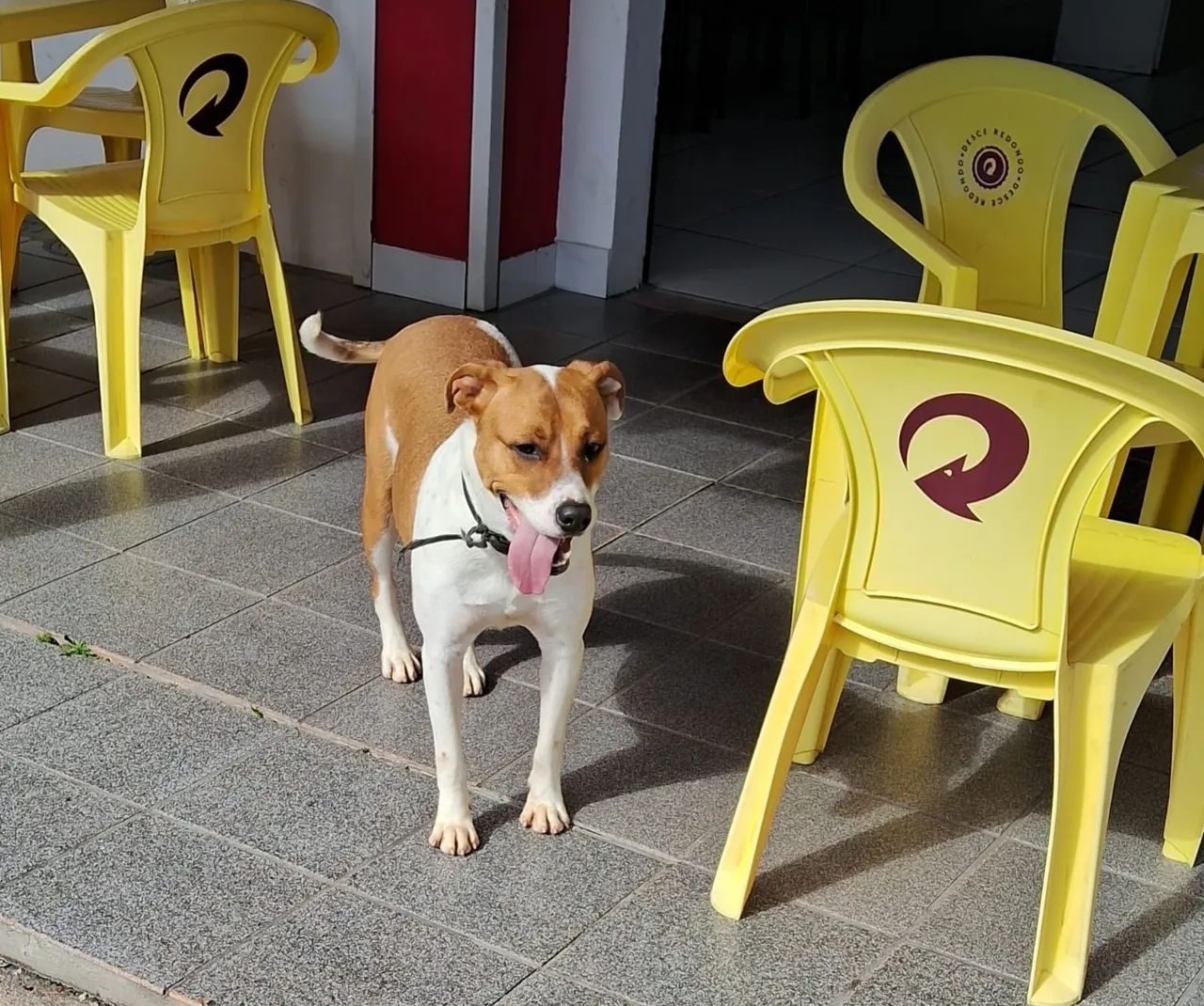 Maravilhoso macho pra  ADOÇÃO  - Foto 3