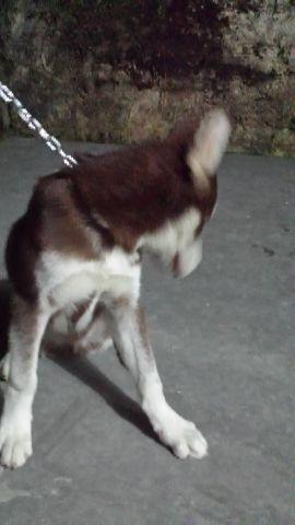 Husky Siberiano