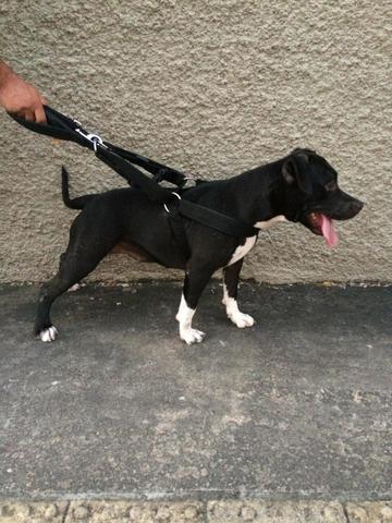 Vendo pitbull femea - Foto 3