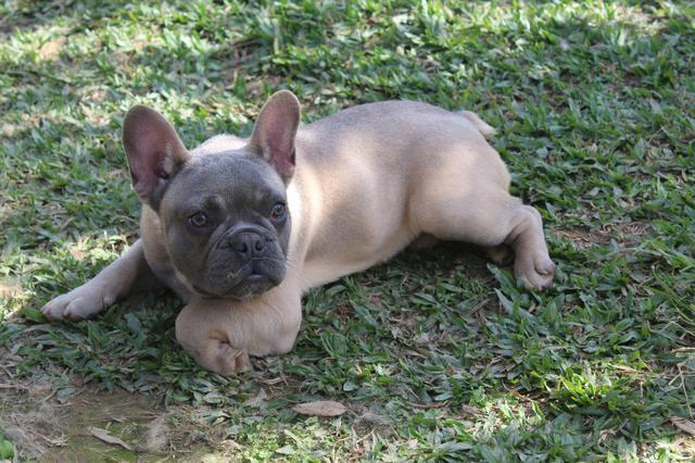 Machinho de Bulldog Francês 10 x sem juros - Foto 3