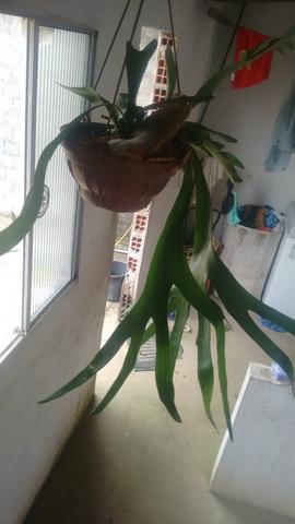 Planta chifre de viado