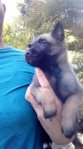 Últimos filhotes de Malinois - Foto 3