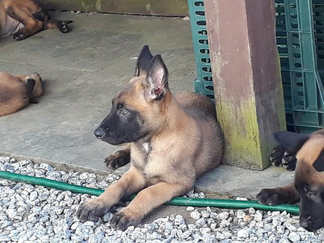 Pastor Belga Malinois - Foto 2