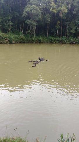 Chácara em Araucária - Foto 9