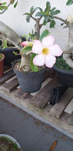 Flor do deserto