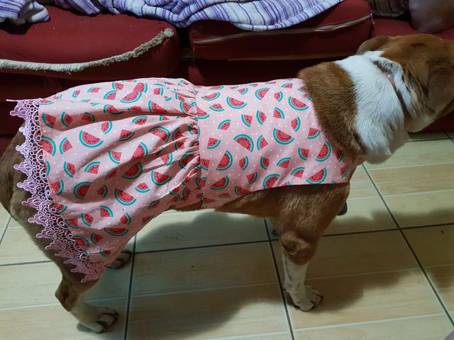 Roupas Pet