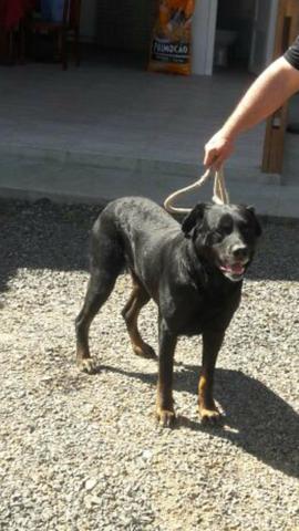 Lindos filhotes de rottweiller com 48 dias - Foto 3