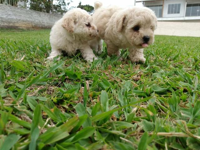 Poodle femea - Foto 4