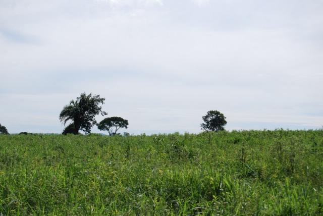 Fazenda com 12 alqueires em Terezópolis-GO - Foto 20