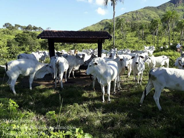Fazenda em Niquelandia! - Foto 11