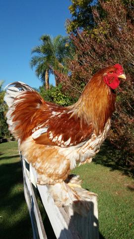Casal de Brahma Red pyle - Foto 2