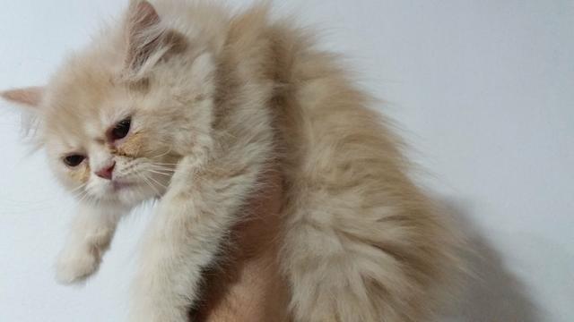 Filhotinhos de gato Persa EM 10X NO CARTÃO - Foto 2