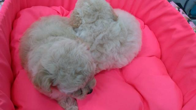 Poodle femea - Foto 2