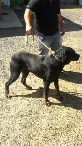Lindos filhotes de rottweiller com 48 dias - Foto 4